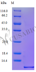 Recombinant Human C-C motif chemokine 3 protein (CCL3), partial (Active) – Figure 1 of 1