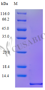 Recombinant Human C-C motif chemokine 3 protein (CCL3), partial (Active) – Figure 1 of 1