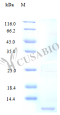 Recombinant Human C-C motif chemokine 4-like protein (CCL4L1) (Active) – Figure 1 of 1