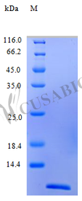 Recombinant Human C-C motif chemokine 4 protein (CCL4) (Active) – Figure 1 of 1