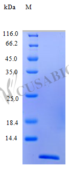 Recombinant Human C-C motif chemokine 4 protein (CCL4) (Active) – Figure 1 of 1