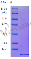 Recombinant Human C-C motif chemokine 5 protein (CCL5) (Active) – Figure 1 of 1