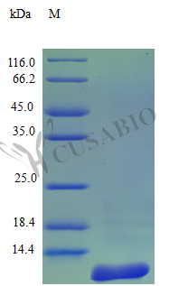 Recombinant Human C-C motif chemokine 7 protein (CCL7) (Active) – Figure 1 of 1
