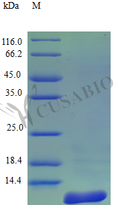 Recombinant Human C-C motif chemokine 8 protein (CCL8) (Active) – Figure 1 of 1