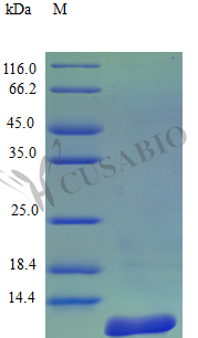 Recombinant Human C-C motif chemokine 8 protein (CCL8) (Active) – Figure 1 of 1