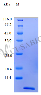 Recombinant Human C-C motif chemokine 13 protein (CCL13), partial (Active) – Figure 1 of 1