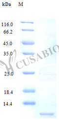 Recombinant Human C-C motif chemokine 14 protein (CCL14), partial (Active) – Figure 1 of 1