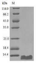 Recombinant Human C-C motif chemokine 20 protein (CCL20) (Active) – Figure 1 of 1