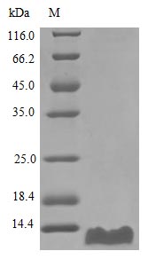 Recombinant Human C-C motif chemokine 20 protein (CCL20) (Active) – Figure 1 of 1