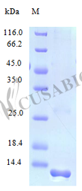 Recombinant Human C-C motif chemokine 21 protein (CCL21) (Active) – Figure 1 of 1
