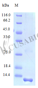Recombinant Human C-C motif chemokine 21 protein (CCL21) (Active) – Figure 1 of 1