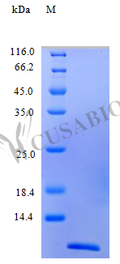 Recombinant Human C-C motif chemokine 22 protein (CCL22) (Active) – Figure 1 of 1