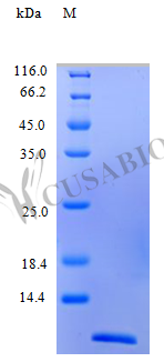 Recombinant Human C-C motif chemokine 22 protein (CCL22) (Active) – Figure 1 of 1