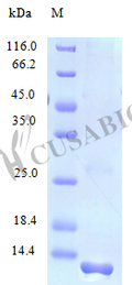 Recombinant Human C-C motif chemokine 23 protein (CCL23), partial (Active) – Figure 1 of 1