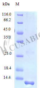 Recombinant Human C-C motif chemokine 23 protein (CCL23), partial (Active) – Figure 1 of 1