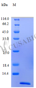 Recombinant Human C-C motif chemokine 24 protein (CCL24), partial (Active) – Figure 1 of 1
