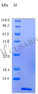 Recombinant Human C-C motif chemokine 24 protein (CCL24), partial (Active) – Figure 1 of 1
