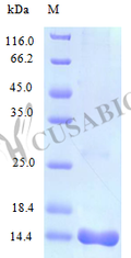 Recombinant Human C-C motif chemokine 25 protein (CCL25) (Active) – Figure 1 of 1