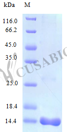 Recombinant Human C-C motif chemokine 25 protein (CCL25) (Active) – Figure 1 of 1