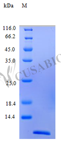 Recombinant Human C-C motif chemokine 26 protein (CCL26) (Active) – Figure 1 of 1
