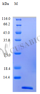 Recombinant Human C-C motif chemokine 26 protein (CCL26) (Active) – Figure 1 of 1
