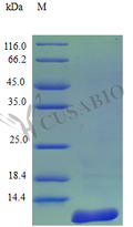 Recombinant Human C-C motif chemokine 27 protein (CCL27) (Active) – Figure 1 of 1