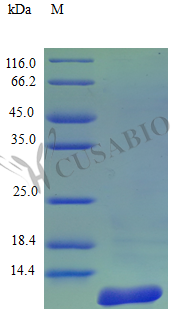 Recombinant Human C-C motif chemokine 27 protein (CCL27) (Active) – Figure 1 of 1