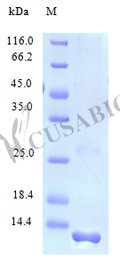 Recombinant Human C-C motif chemokine 28 protein (CCL28) (Active) – Figure 1 of 1