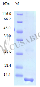 Recombinant Human C-C motif chemokine 28 protein (CCL28) (Active) – Figure 1 of 1