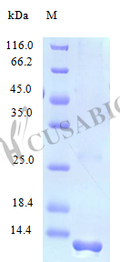 Recombinant Human Protein FAM19A2 protein (FAM19A2) (Active) – Figure 1 of 1