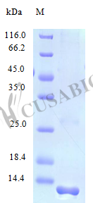 Recombinant Human Protein FAM19A2 protein (FAM19A2) (Active) – Figure 1 of 1