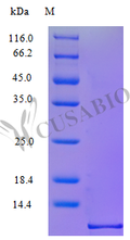 Recombinant Macaca mulatta C-X-C motif chemokine 10protein (CXCL10) (Active) – Figure 1 of 1