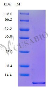Recombinant Macaca mulatta C-X-C motif chemokine 10protein (CXCL10) (Active) – Figure 1 of 1
