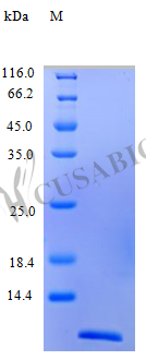 Recombinant Rhesus Macaque Eotaxin protein (CCL11) (Active) – Figure 1 of 1