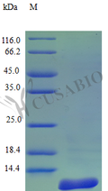 Recombinant Rhesus Macaque Amyloid protein A protein (SAA1) (Active) – Figure 1 of 1