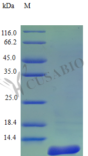 Recombinant Rhesus Macaque Amyloid protein A protein (SAA1) (Active)
