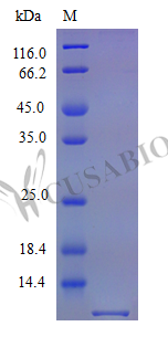 Recombinant Mouse Growth-regulated alpha protein (Cxcl1) (Active) – Figure 1 of 1