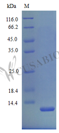 Recombinant Mouse C-X-C motif chemokine 2 protein (Cxcl2) (Active) – Figure 1 of 1