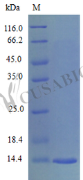 Recombinant Mouse C-C motif chemokine 28 protein (Ccl28), partial (Active) – Figure 1 of 1