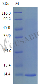 Recombinant Mouse C-C motif chemokine 28 protein (Ccl28), partial (Active) – Figure 1 of 1