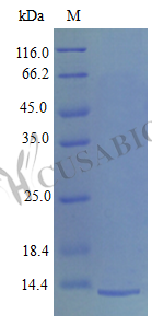 Recombinant Mouse Platelet factor 4 protein (Pf4) (Active) – Figure 1 of 1