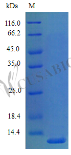 Recombinant Mouse C-X-C motif chemokine 5 protein (Cxcl5), partial (Active) – Figure 1 of 1