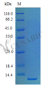 Recombinant Mouse C-X-C motif chemokine 5 protein (Cxcl5) (Active) – Figure 1 of 1
