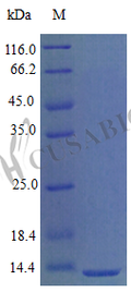 Recombinant Mouse C-X-C motif chemokine 9 protein (Cxcl9), partial (Active) – Figure 1 of 1