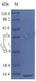Recombinant Mouse C-X-C motif chemokine 9 protein (Cxcl9), partial (Active) – Figure 1 of 1