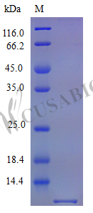 Recombinant Mouse C-X-C motif chemokine 10 protein (Cxcl10) (Active) – Figure 1 of 1