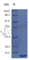 Recombinant Mouse C-X-C motif chemokine 11 protein (Cxcl11) (Active) – Figure 1 of 1
