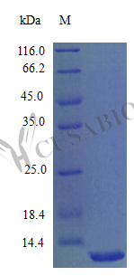 Recombinant Mouse C-X-C motif chemokine 11 protein (Cxcl11) (Active) – Figure 1 of 1