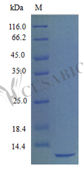 Recombinant Mouse Stromal cell-derived factor 1 protein (Cxcl12), partial (Active) – Figure 1 of 1