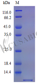 Recombinant Mouse Stromal cell-derived factor 1 protein (Cxcl12) (Active) – Figure 1 of 1